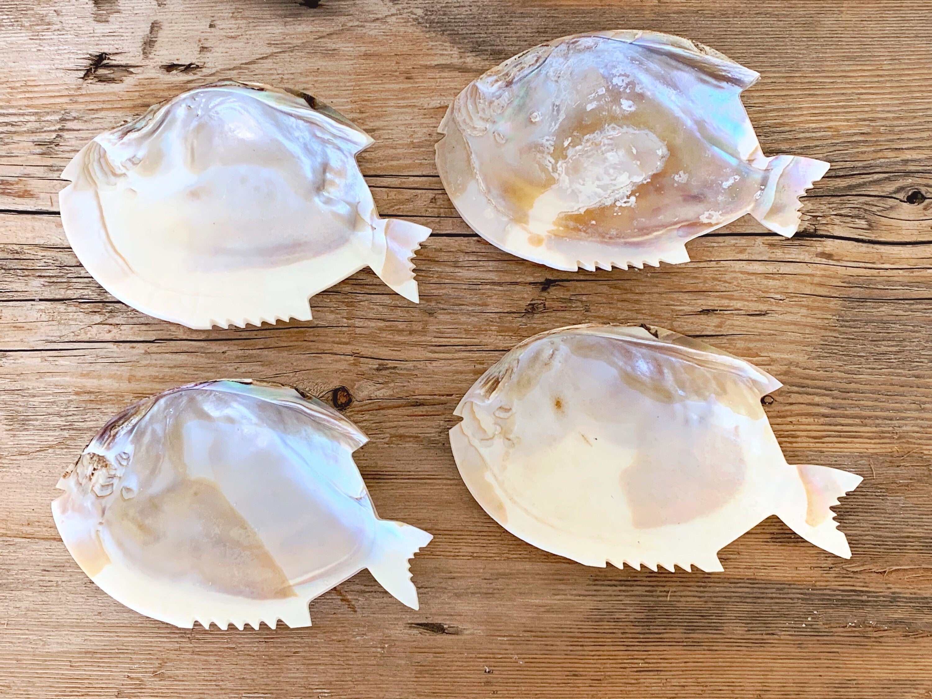 Set of 6 Vintage Fish Shape Abalone Seashell Dishes | Hand Carved Sea Shell Plates | Serving Dish Jewelry Dish