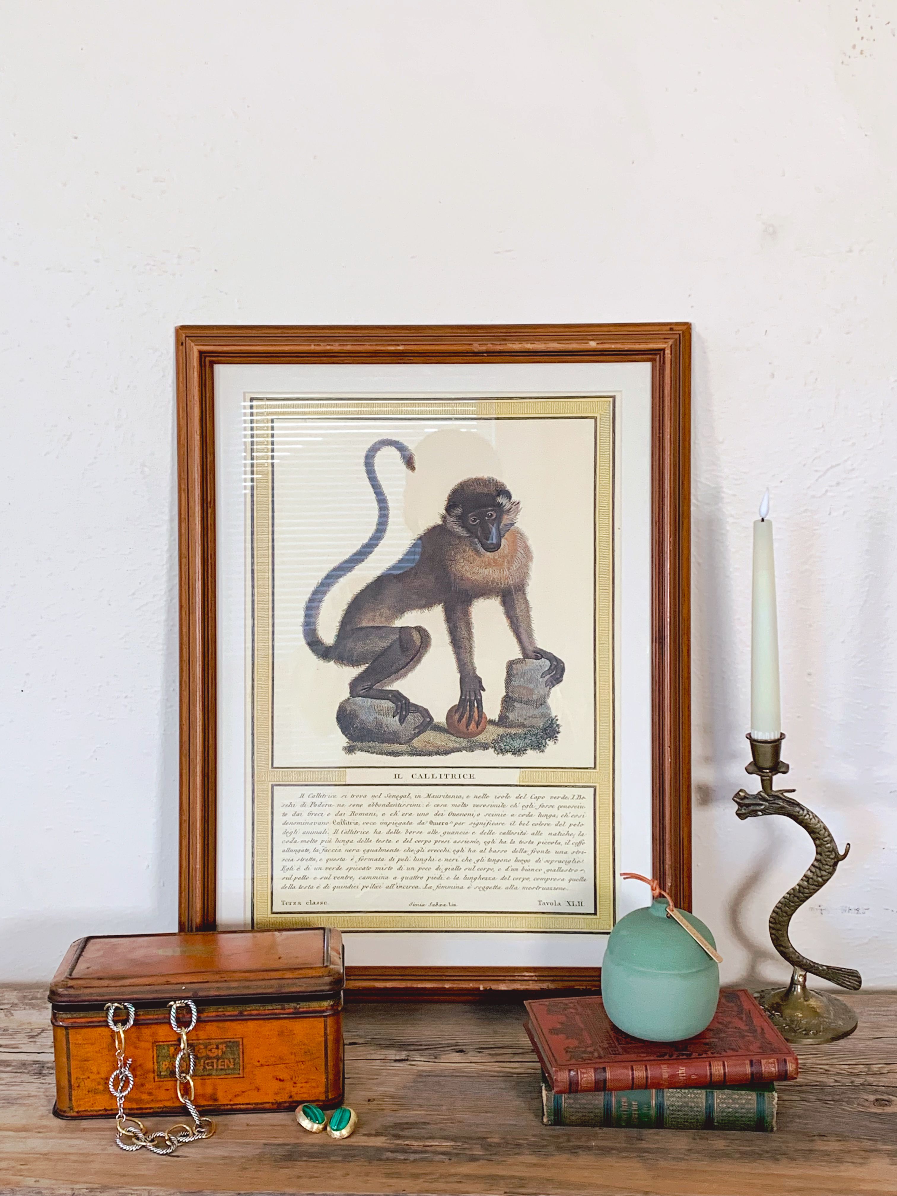 Italian Monkey Art Print in Vintage Frame from Natural History of Primates 1812 | IL. Callitrice | Wall Art | Playing Monkey | Vintage Natural History Print