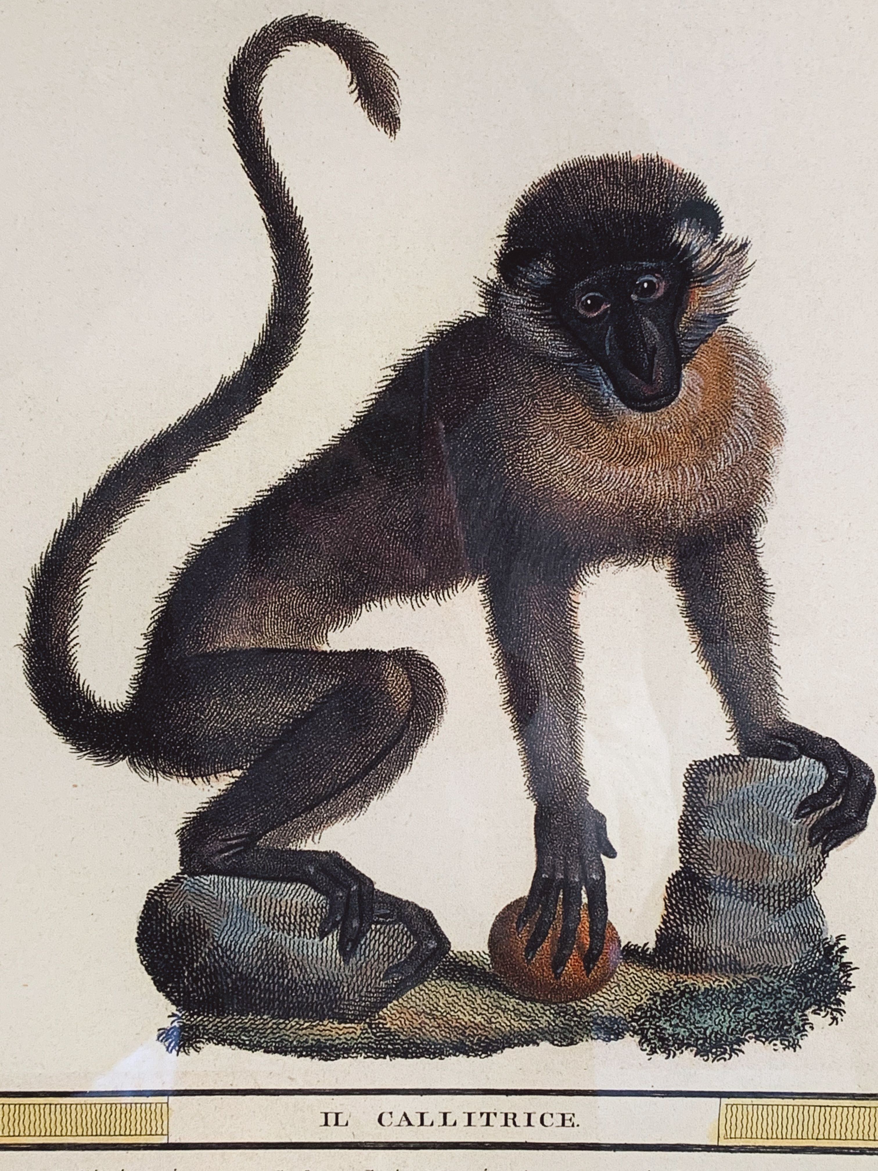 Italian Monkey Art Print in Vintage Frame from Natural History of Primates 1812 | IL. Callitrice | Wall Art | Playing Monkey | Vintage Natural History Print