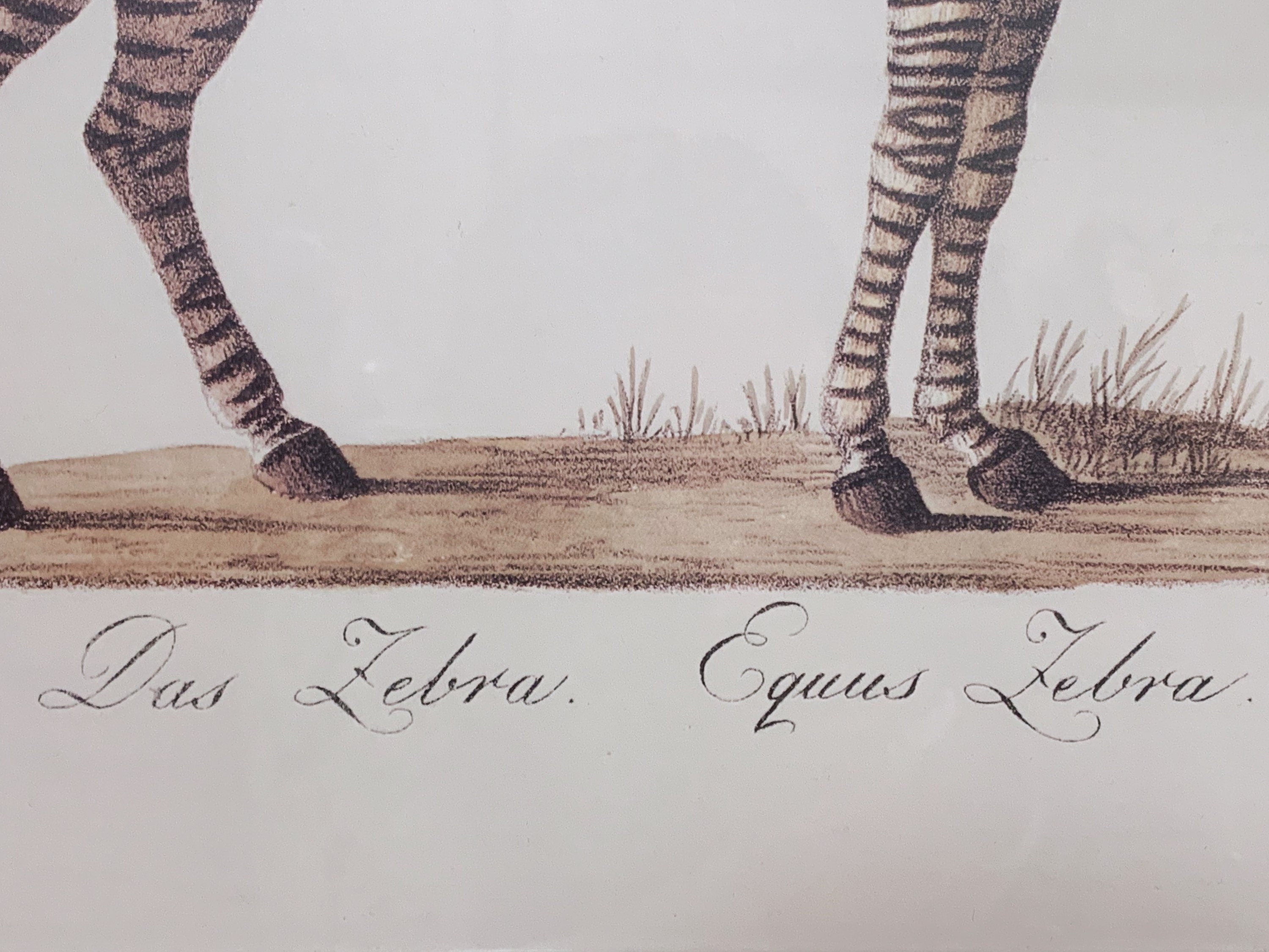 Set of 2 Vintage Framed Animal Prints - Das Zebra & Das Kameel | Rose Selavy Ltd London England Printed in Italy | Wall Art Home Decor